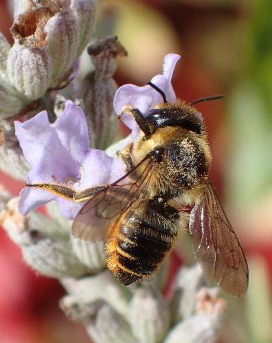 Réf. 194 004 : Megachile centuncularis